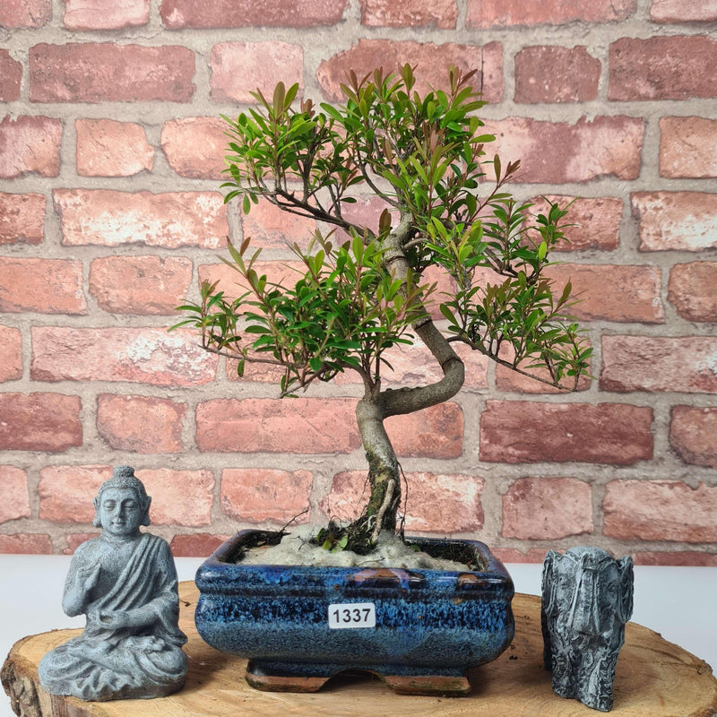 Brush Cherry (Syzygium) Bonsai Tree | Shaped | In 15cm Pot