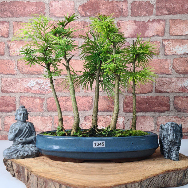 Golden Larch (Pseudolarix) Bonsai Tree Forest | Upright Style | Height 30-40cm | In 25cm Pot