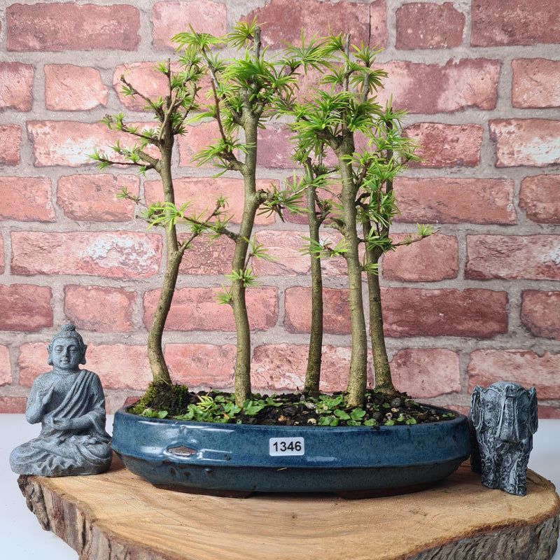 Golden Larch (Pseudolarix) Bonsai Tree Forest | Upright Style | Height 30-40cm | In 25cm Pot