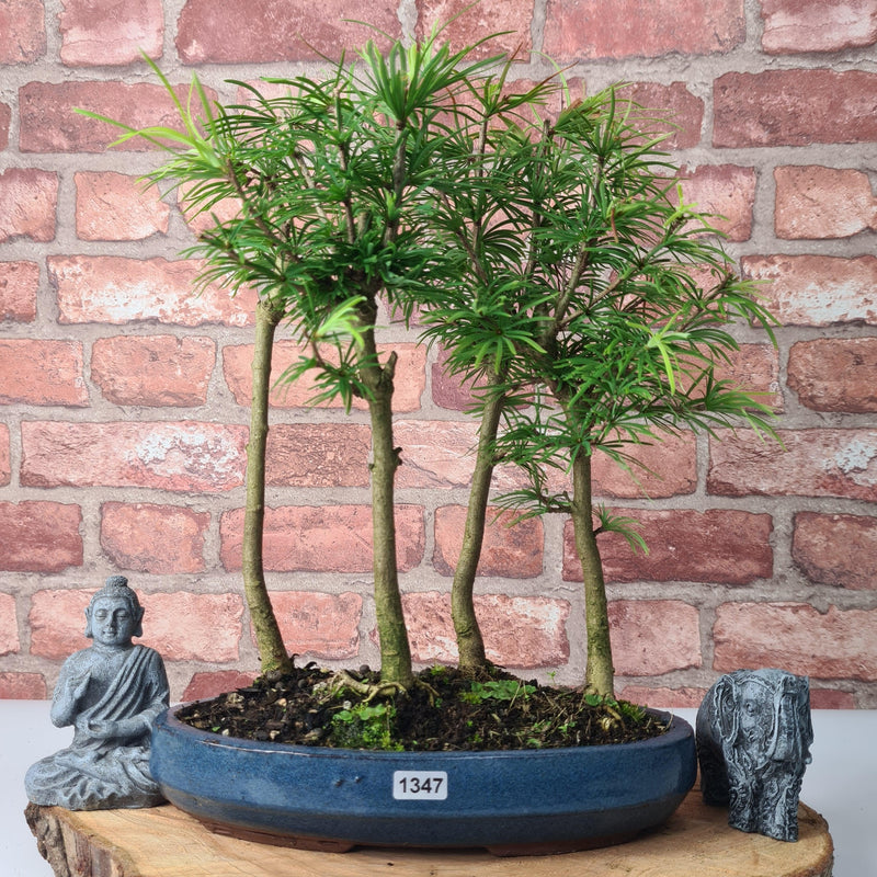 Golden Larch (Pseudolarix) Bonsai Tree Forest | Upright Style | Height 30-40cm | In 25cm Pot
