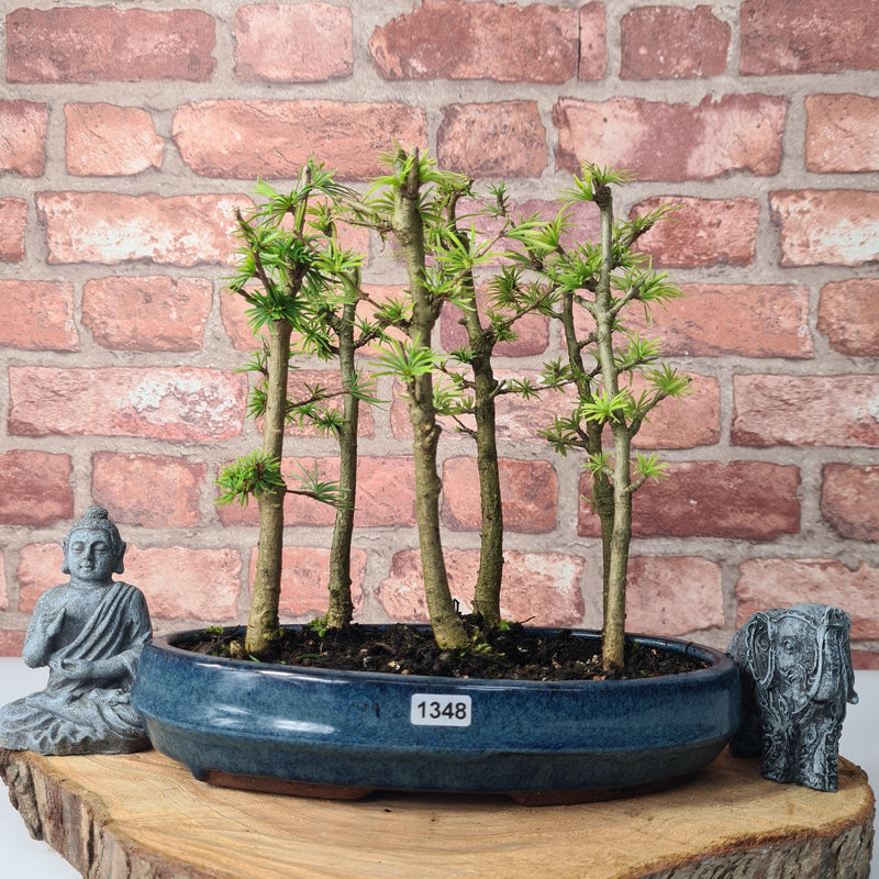 Golden Larch (Pseudolarix) Bonsai Tree Forest | Upright Style | Height 30-40cm | In 25cm Pot