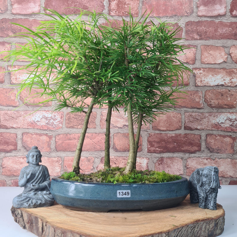 Golden Larch (Pseudolarix) Bonsai Tree Forest | Upright Style | Height 30-40cm | In 25cm Pot