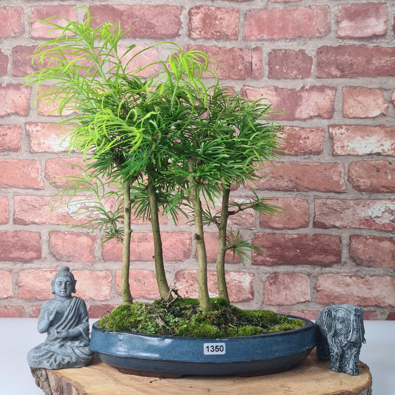 Golden Larch (Pseudolarix) Bonsai Tree Forest | Upright Style | Height 30-40cm | In 25cm Pot