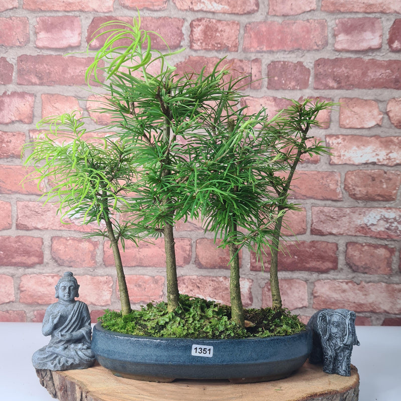 Golden Larch (Pseudolarix) Bonsai Tree Forest | Upright Style | Height 30-40cm | In 25cm Pot