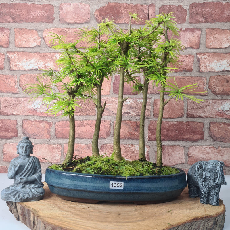 Golden Larch (Pseudolarix) Bonsai Tree Forest | Upright Style | Height 30-40cm | In 25cm Pot