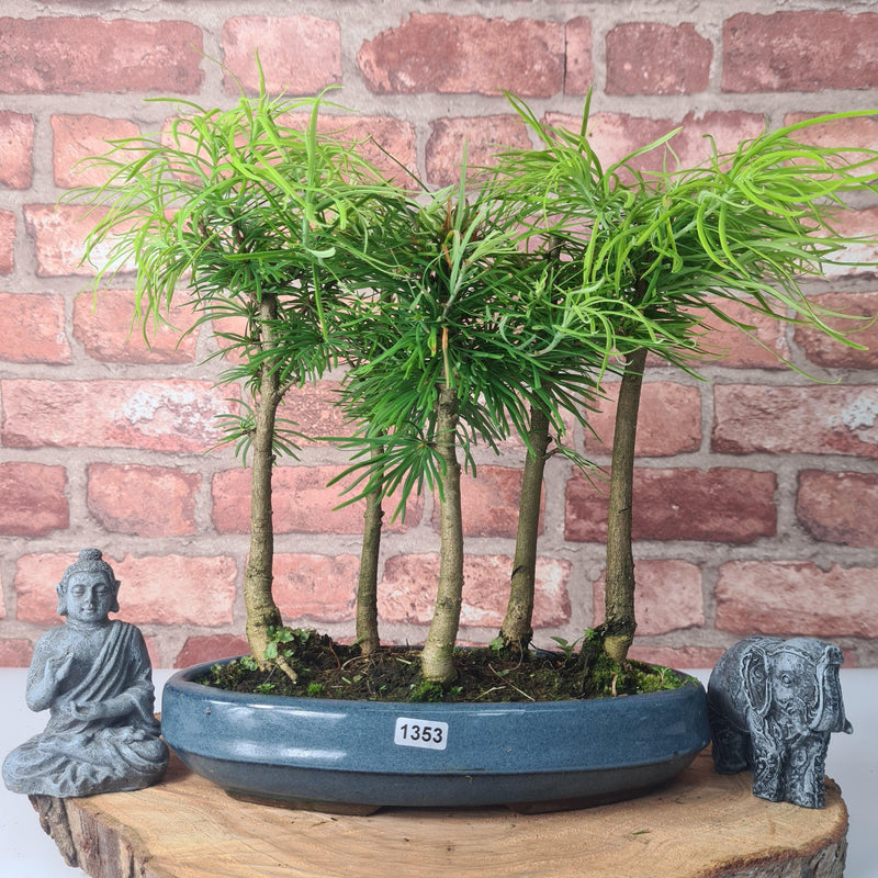 Golden Larch (Pseudolarix) Bonsai Tree Forest | Upright Style | Height 30-40cm | In 25cm Pot