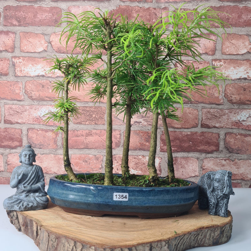 Golden Larch (Pseudolarix) Bonsai Tree Forest | Upright Style | Height 30-40cm | In 25cm Pot