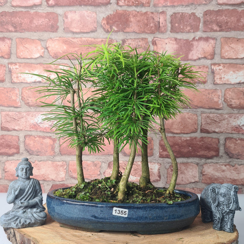Golden Larch (Pseudolarix) Bonsai Tree Forest | Upright Style | Height 30-40cm | In 25cm Pot