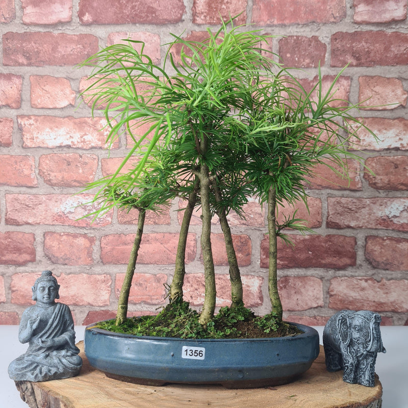 Golden Larch (Pseudolarix) Bonsai Tree Forest | Upright Style | Height 30-40cm | In 25cm Pot