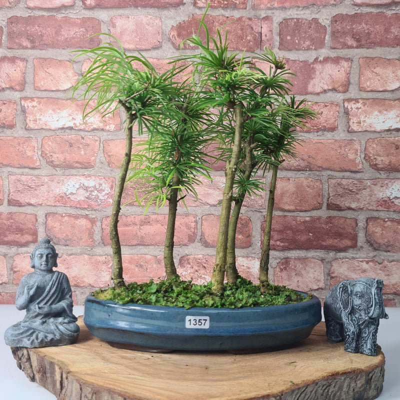 Golden Larch (Pseudolarix) Bonsai Tree Forest | Upright Style | Height 30-40cm | In 25cm Pot
