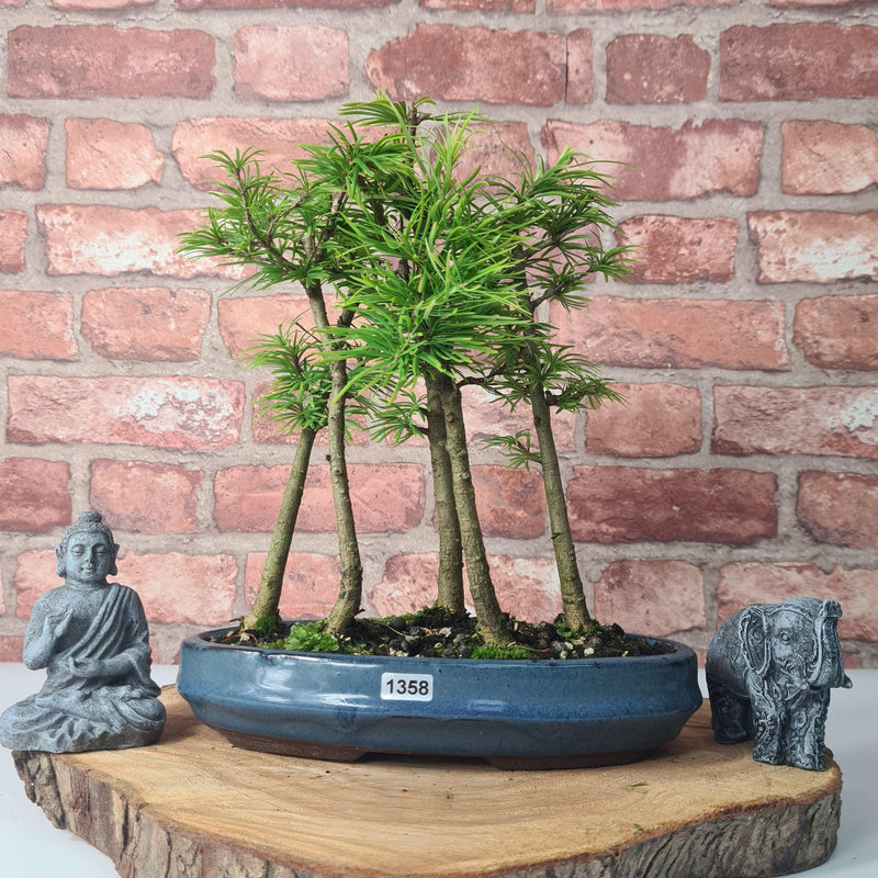 Golden Larch (Pseudolarix) Bonsai Tree Forest | Upright Style | Height 30-40cm | In 25cm Pot
