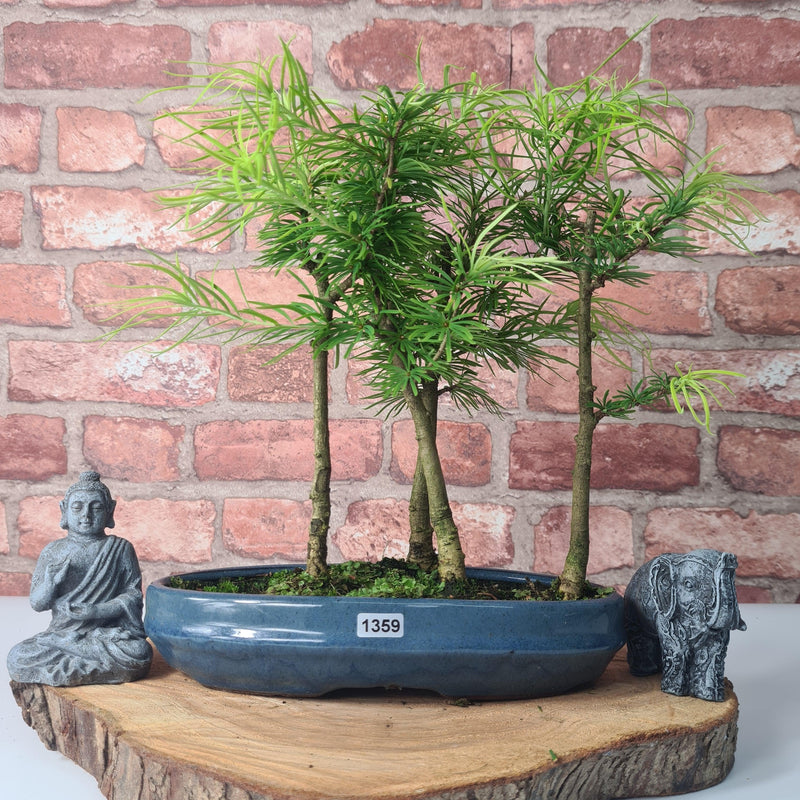 Golden Larch (Pseudolarix) Bonsai Tree Forest | Upright Style | Height 30-40cm | In 25cm Pot