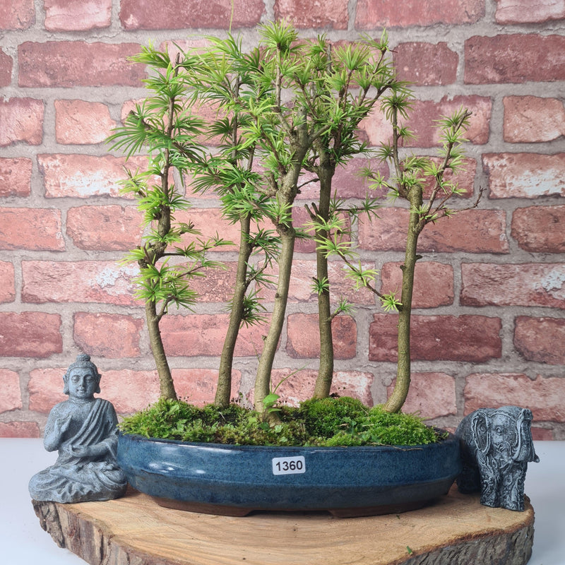 Golden Larch (Pseudolarix) Bonsai Tree Forest | Upright Style | Height 30-40cm | In 25cm Pot