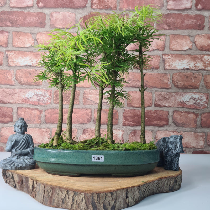 Golden Larch (Pseudolarix) Bonsai Tree Forest | Upright Style | Height 30-40cm | In 25cm Pot