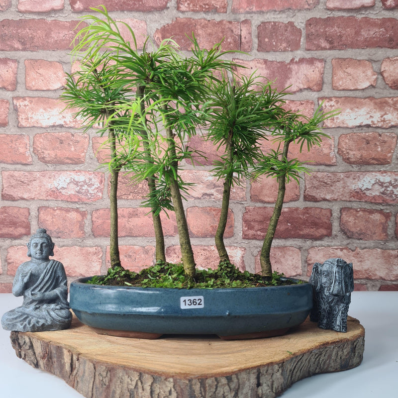 Golden Larch (Pseudolarix) Bonsai Tree Forest | Upright Style | Height 30-40cm | In 25cm Pot