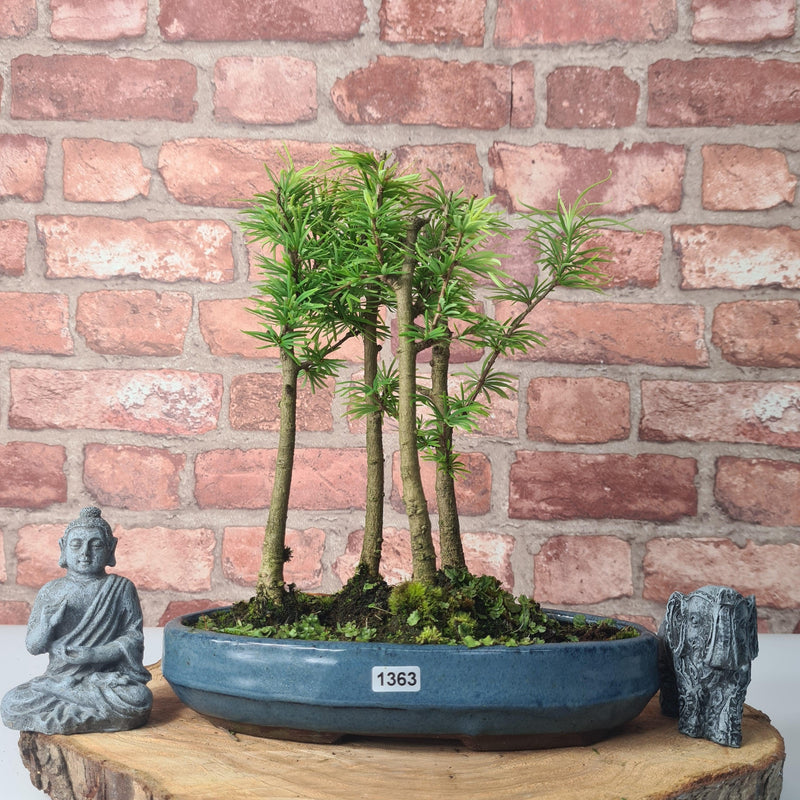 Golden Larch (Pseudolarix) Bonsai Tree Forest | Upright Style | Height 30-40cm | In 25cm Pot