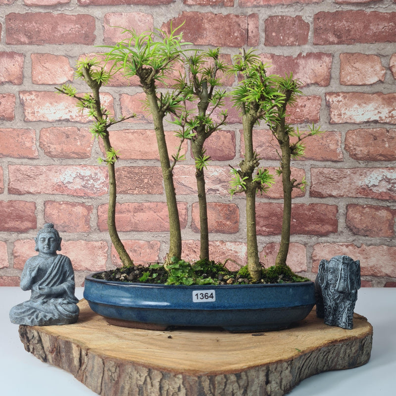Golden Larch (Pseudolarix) Bonsai Tree Forest | Upright Style | Height 30-40cm | In 25cm Pot