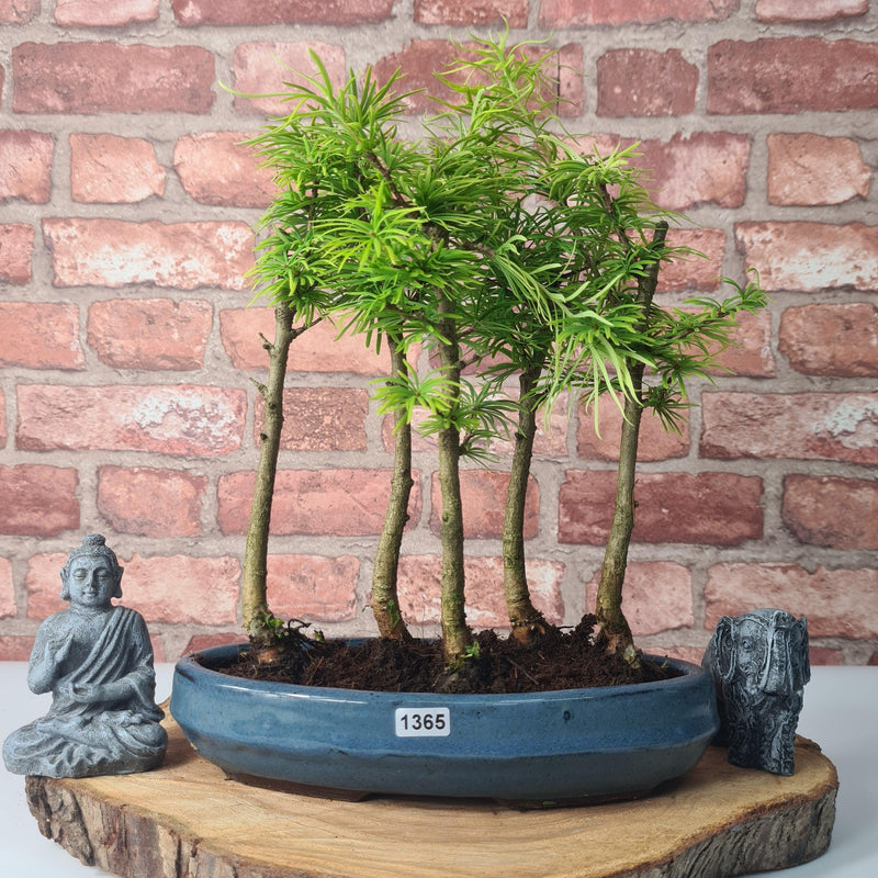 Golden Larch (Pseudolarix) Bonsai Tree Forest | Upright Style | Height 30-40cm | In 25cm Pot