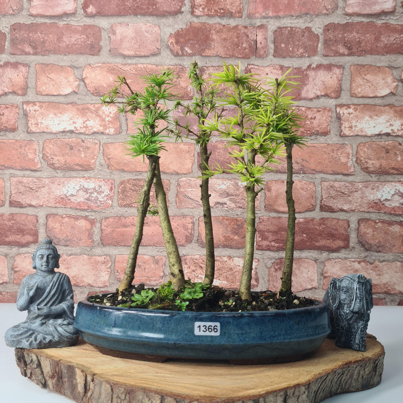 Golden Larch (Pseudolarix) Bonsai Tree Forest | Upright Style | Height 30-40cm | In 25cm Pot