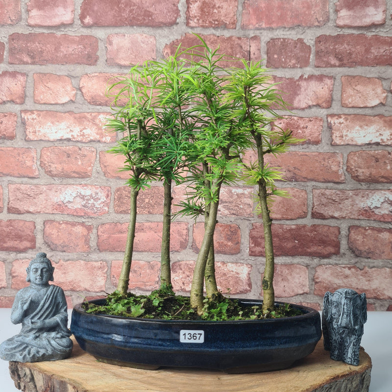 Golden Larch (Pseudolarix) Bonsai Tree Forest | Upright Style | Height 30-40cm | In 25cm Pot