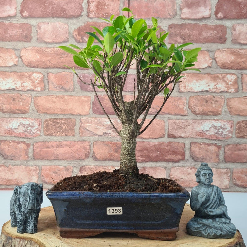 Ficus Microcarpa (Banyan Fig) Indoor Bonsai Tree | Broom | In 20cm Pot