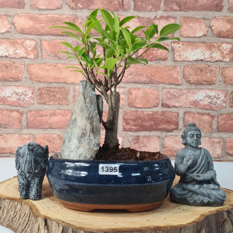 Ficus Microcarpa (Banyan Fig) Indoor Bonsai Tree | Broom | In 15cm Pot With Rock