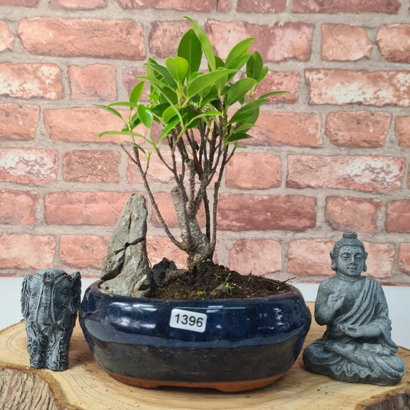 Ficus Microcarpa (Banyan Fig) Indoor Bonsai Tree | Broom | In 15cm Pot With Rock