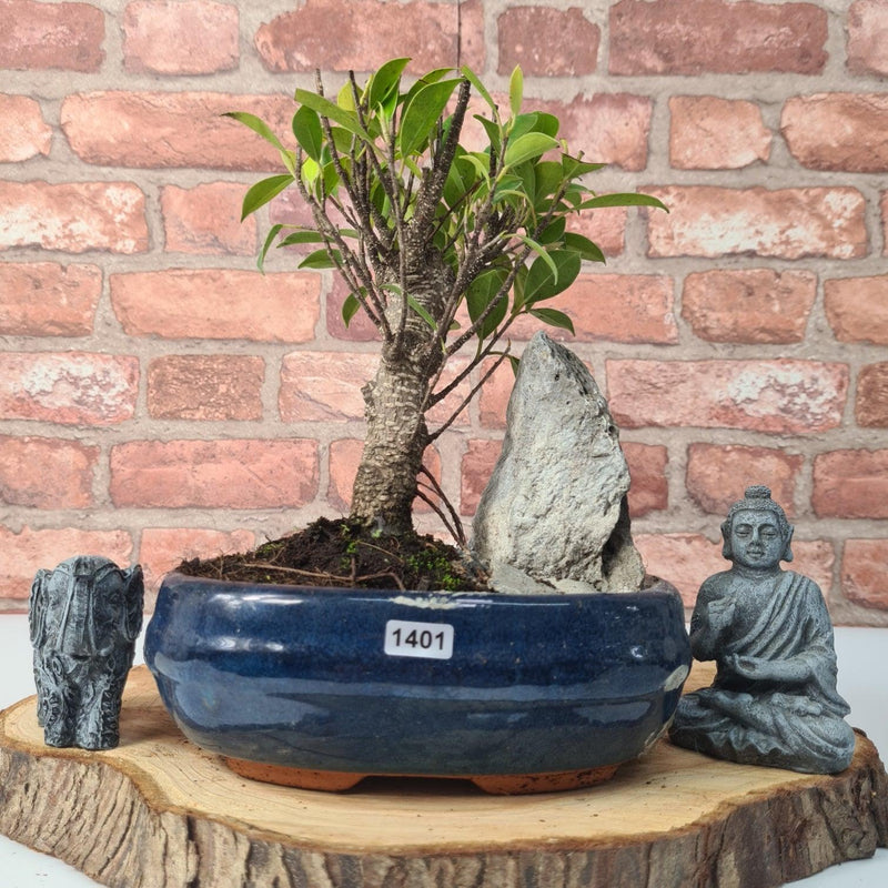Ficus Microcarpa (Banyan Fig) Indoor Bonsai Tree | Broom | In 20cm Pot With Rock