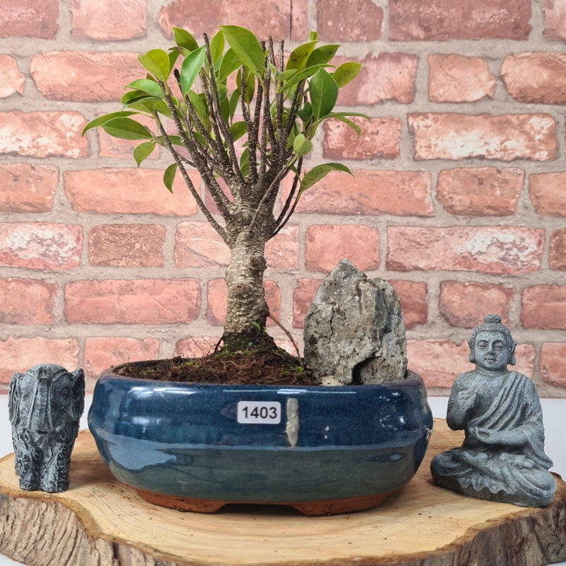 Ficus Microcarpa (Banyan Fig) Indoor Bonsai Tree | Broom | In 20cm Pot With Rock