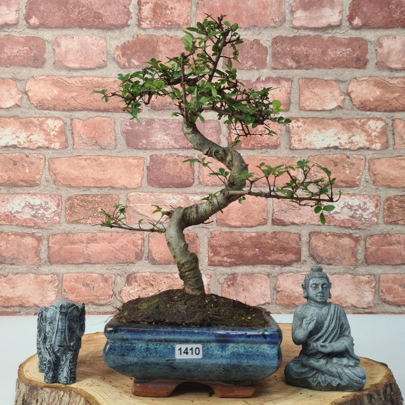 Chinese Elm (Ulmus Parvifolia) Bonsai Tree | Shaped | In 15cm Pot