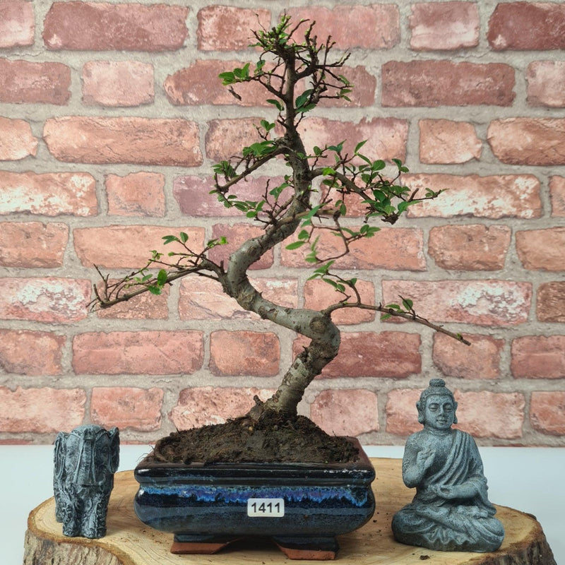Chinese Elm (Ulmus Parvifolia) Bonsai Tree | Shaped | In 15cm Pot