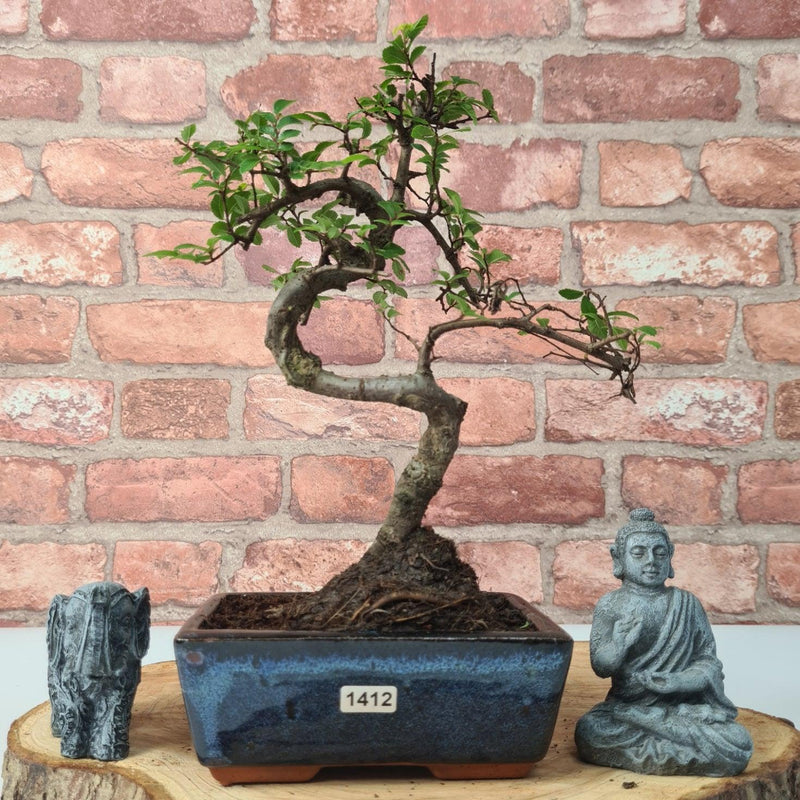 Chinese Elm (Ulmus Parvifolia) Bonsai Tree | Shaped | In 15cm Pot