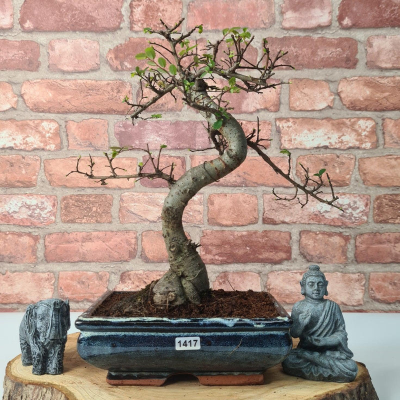 Chinese Elm (Ulmus Parvifolia) Bonsai Tree | Shaped | In 20cm Pot