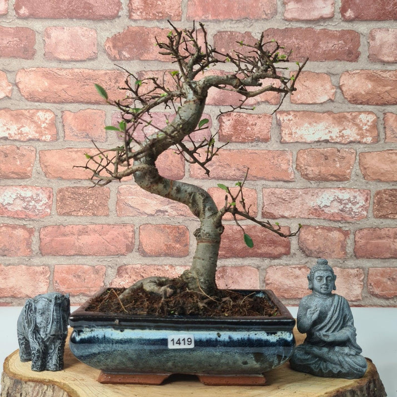 Chinese Elm (Ulmus Parvifolia) Bonsai Tree | Shaped | In 20cm Pot