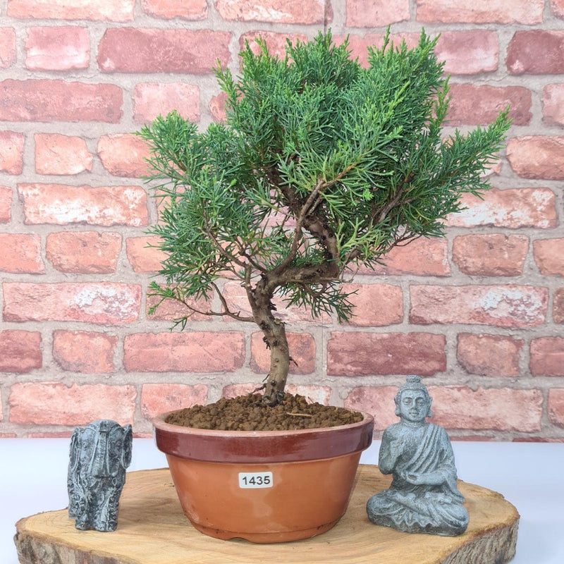 Chinese Juniper (Juniperus Chinensis) Bonsai Tree | Shaped | In 16cm Pot