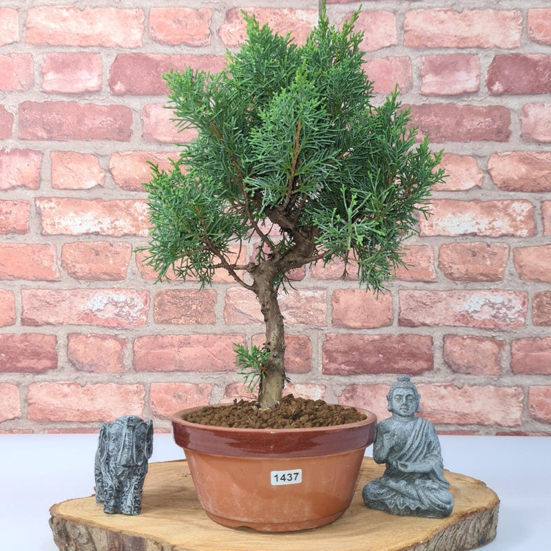 Chinese Juniper (Juniperus Chinensis) Bonsai Tree | Shaped | In 16cm Pot