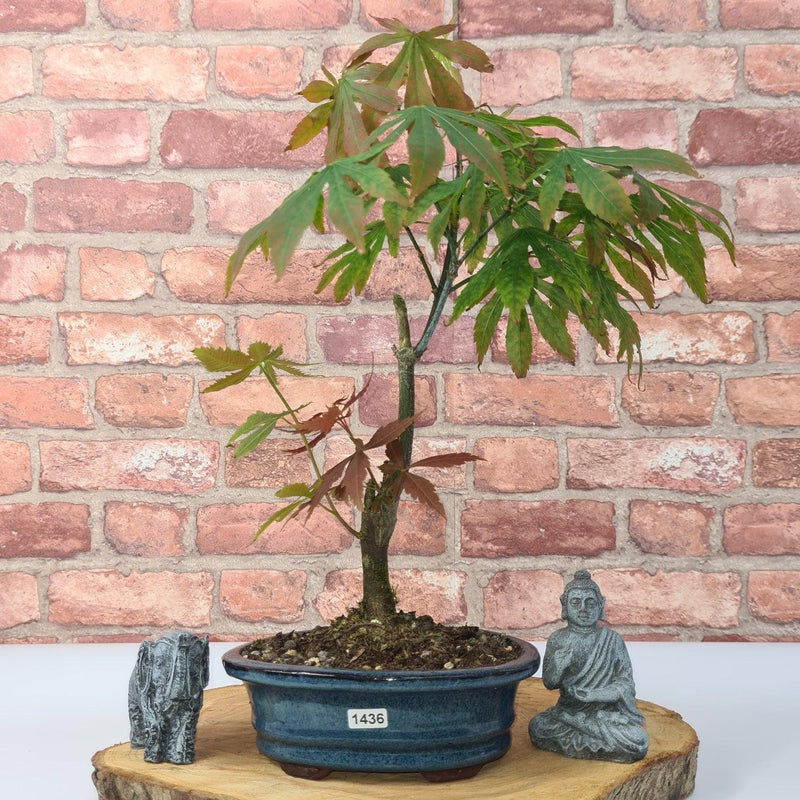 Japanese Maple (Acer) Bonsai Tree | Nomura | 35-45cm High | In 20cm Pot