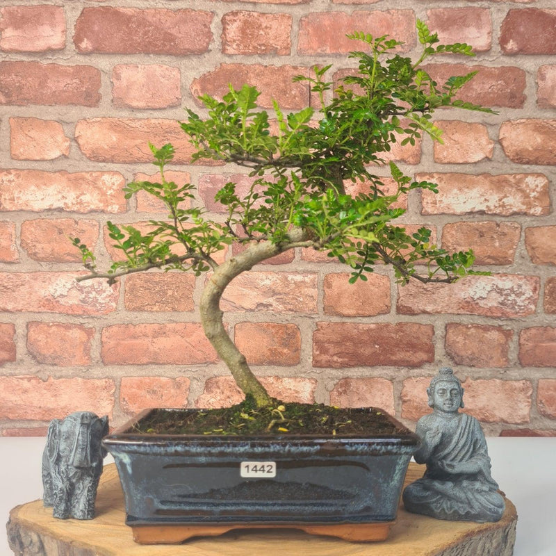 Chinese Pepper (Zanthoxylum Pipertum) Bonsai Tree | Shaped | In 20cm Pot