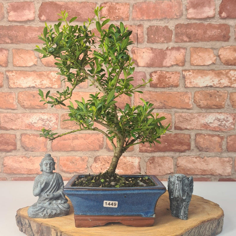 Japanese Holly (Ilex Crenata) Bonsai Tree | Shaped | In 15cm Pot