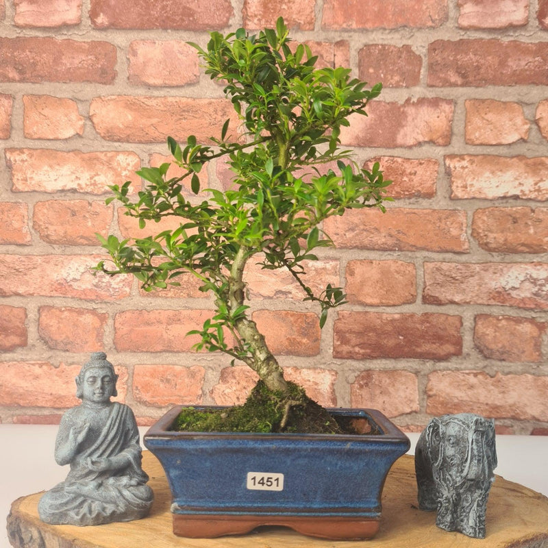 Japanese Holly (Ilex Crenata) Bonsai Tree | Shaped | In 15cm Pot