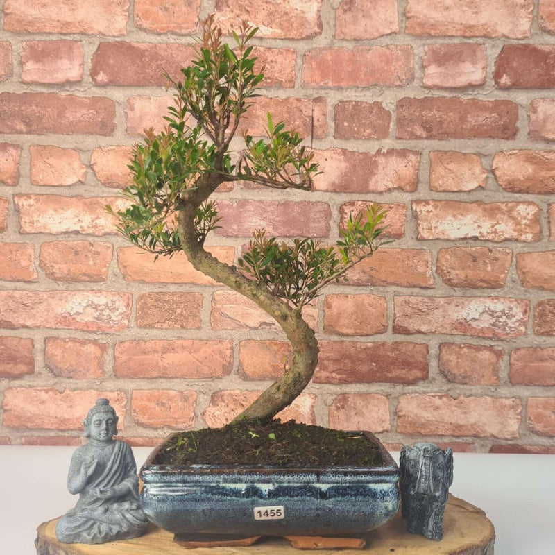 Brush Cherry (Syzygium) Bonsai Tree | Shaped | In 20cm Pot