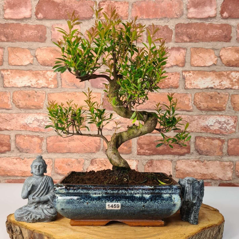 Brush Cherry (Syzygium) Bonsai Tree | Shaped | In 20cm Pot