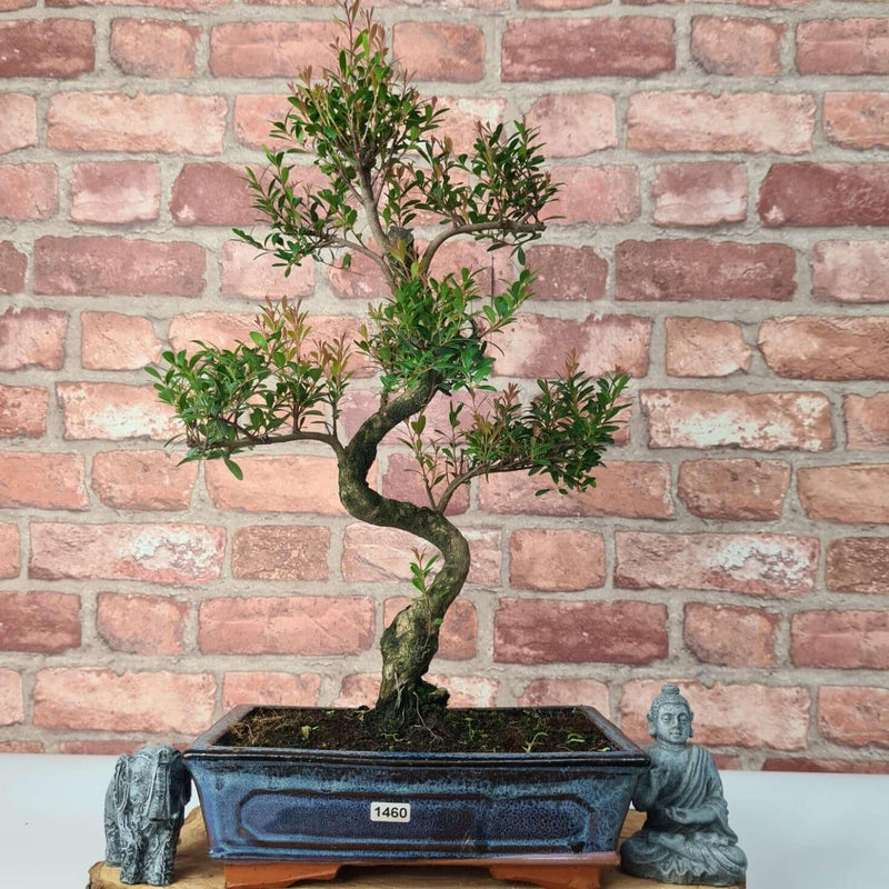 Brush Cherry (Syzygium) Bonsai Tree | Shaped | In 25cm Pot