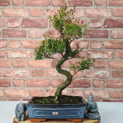 Brush Cherry (Syzygium) Bonsai Tree | Shaped | In 25cm Pot