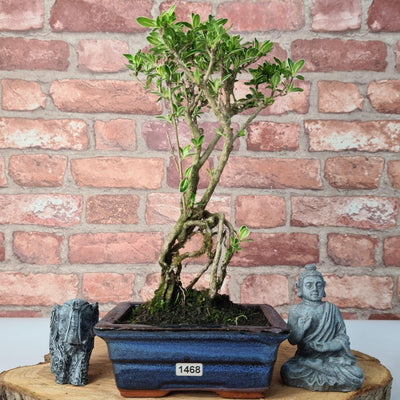 Snow Rose (Serissa) Bonsai Tree | Broom | In 15cm Pot