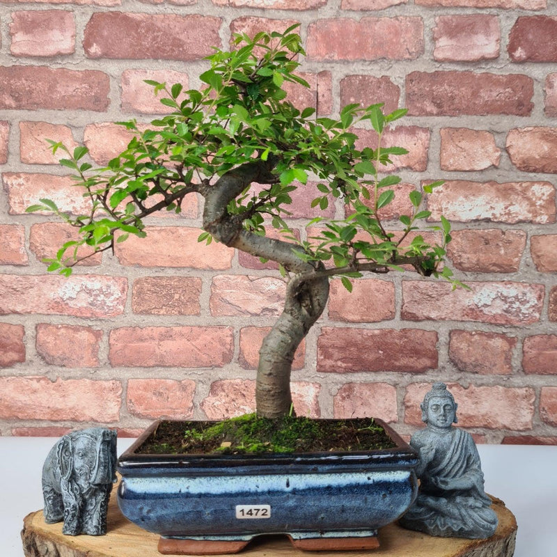 Chinese Elm (Ulmus Parvifolia) Bonsai Tree | Shaped | In 20cm Pot