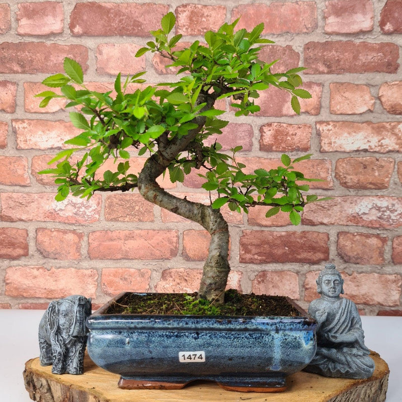 Chinese Elm (Ulmus Parvifolia) Bonsai Tree | Shaped | In 20cm Pot