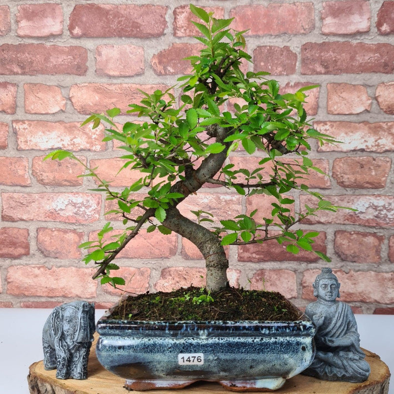 Chinese Elm (Ulmus Parvifolia) Bonsai Tree | Shaped | In 20cm Pot