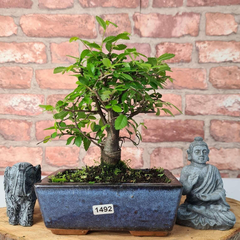 Chinese Elm (Ulmus Parvifolia) Bonsai Tree | Broom | In 15cm Pot