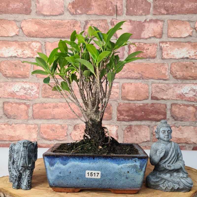 Ficus Microcarpa (Banyan Fig) Indoor Bonsai Tree | Broom | In 15cm Pot
